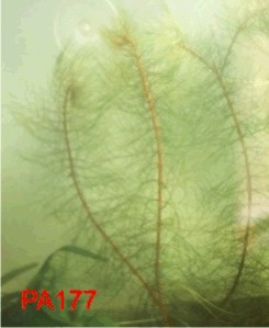 Myriophyllum matogrossense